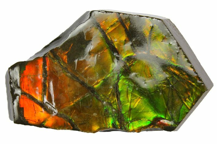 Iridescent Ammolite (Fossil Ammonite Shell) - Alberta, Canada #147416